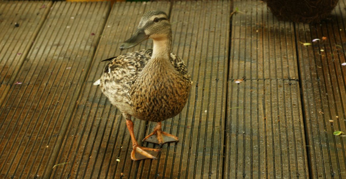 diese Dame
 kam letzte Woche zu mir zu Besuch.Natürlich hat sie kein Kaffee bekommen, dafür aber ein paar Brotkrumen.