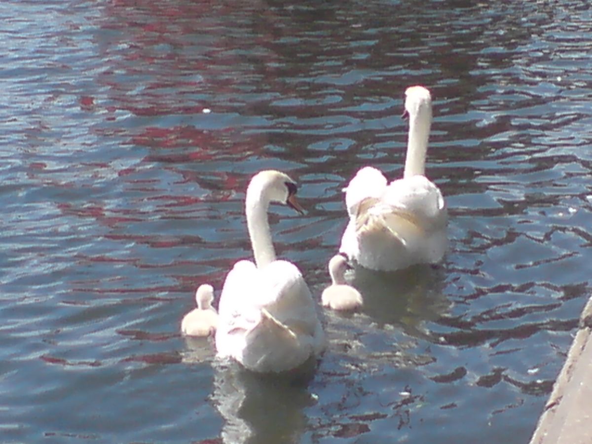 Swans in Peterborough