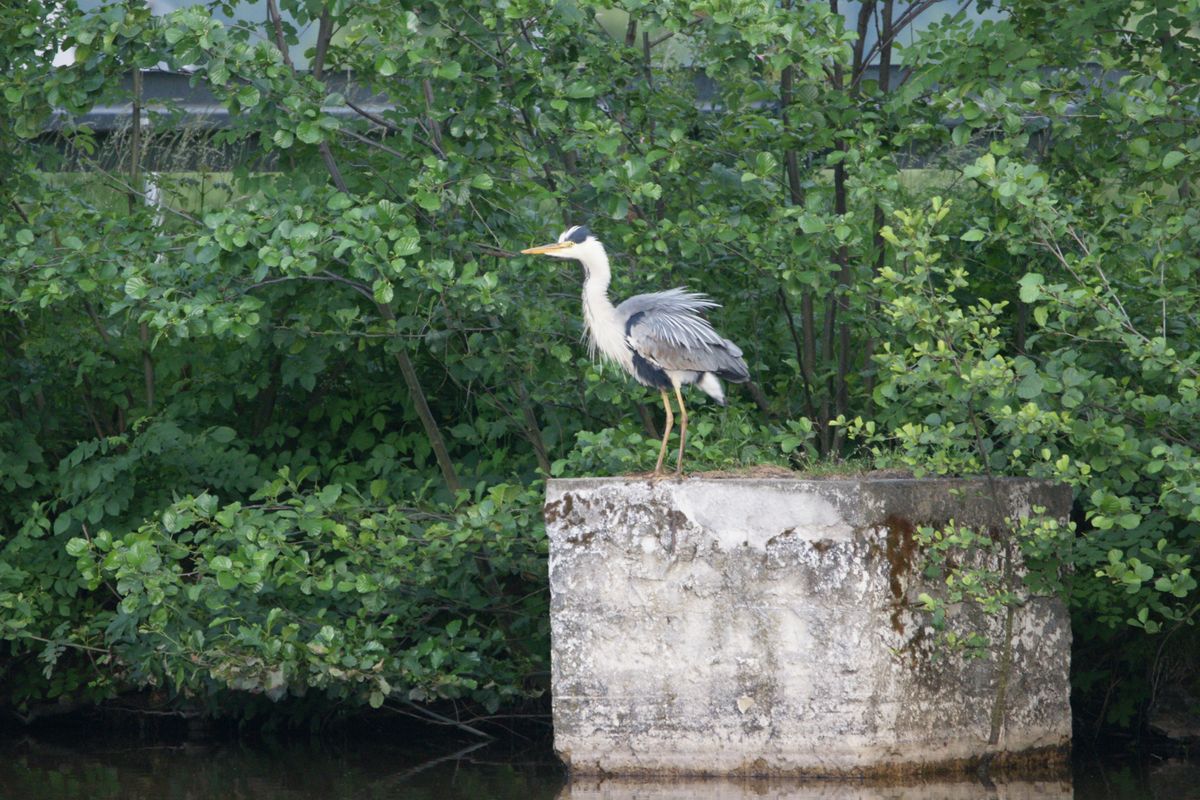 Fischreiher, empört (ich verfolge ihn schon länger mit der Kamera)
