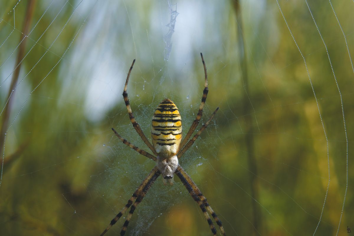 so eine Spinne habe ich vorige Woche zum ersten mal bei einem morgendlichem Spaziergang auf einer Wiese gesehen. Leider sind die Beine nicht ganz mit auf das Foto gekommen, das habe ich auch erst zu Hause bemerkt. Aber vielleicht erwische ich sie noch mal irgendwann.