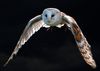 Barn Owl