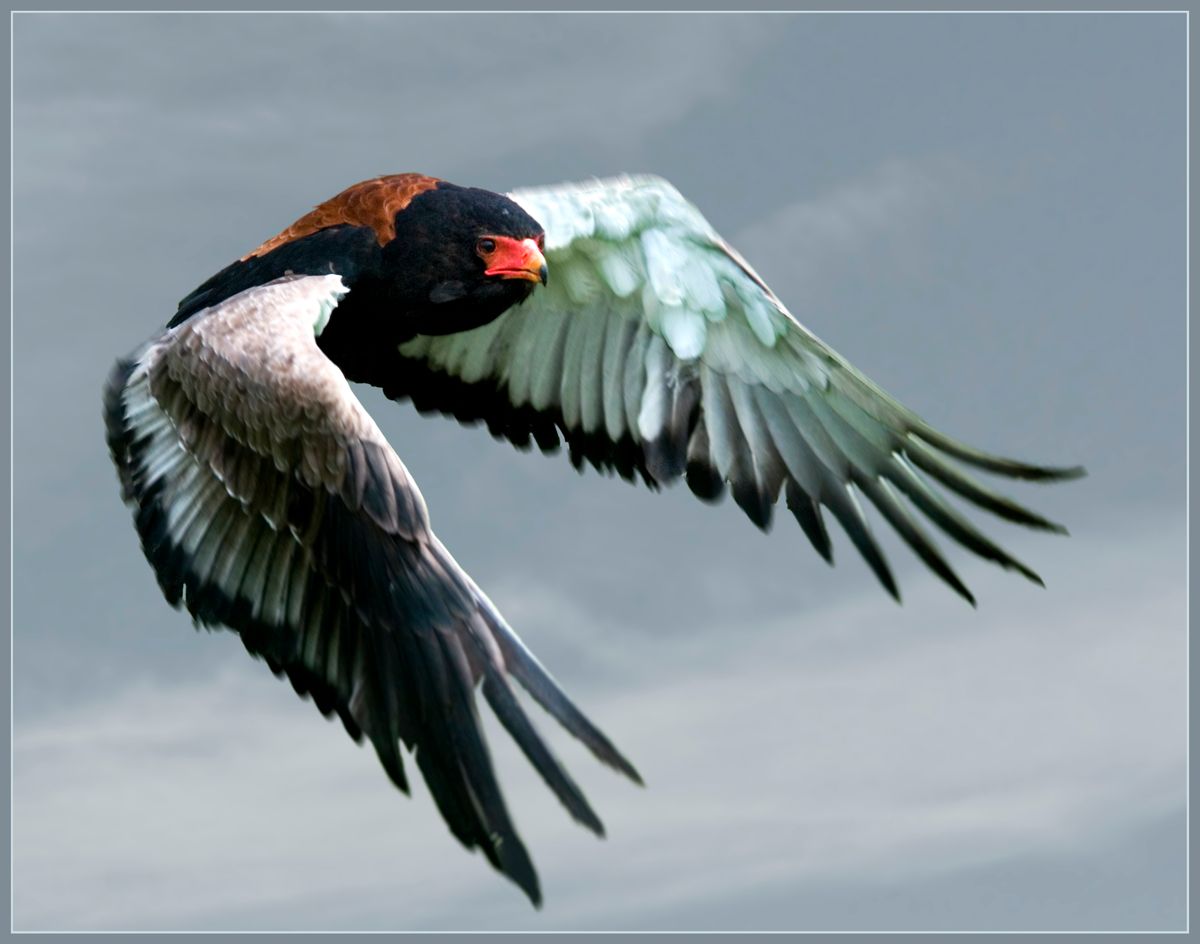 Bateleur eagle flying home.