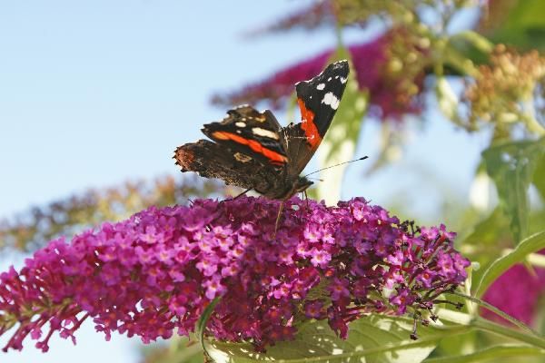 Das ist ein Admiral. Das waren noch Zeiten, im sogenannten Sommer, aber besser als zur Zeit.Aufnahmen aus meinem Garten.