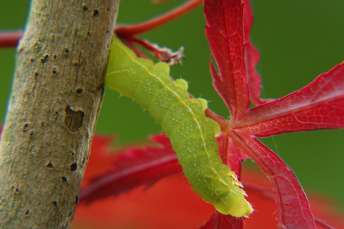 wer weiß was aus so einer grünen Raupe sich entwickelt? Irgendein Schmetterling, nehm ich mal an.