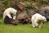 Nürnberger Zoo, Eisbärennachwuchs