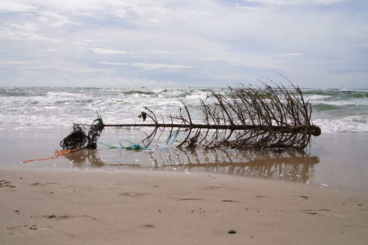 I wonder what story this Xmas tree has to tell.  Once it was sitting in pride of place, decorated and delightful - today it's washed up on a beach, stripped of all dignity.