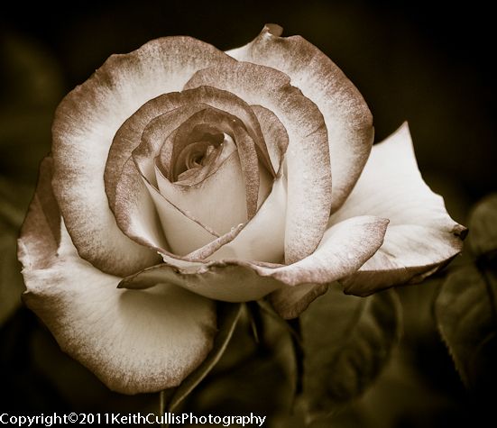 Antique Rose