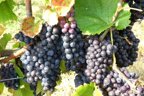 die Exilim immer im Handgepäck, Entstanden in Rüdesheim bei der Weinlese.