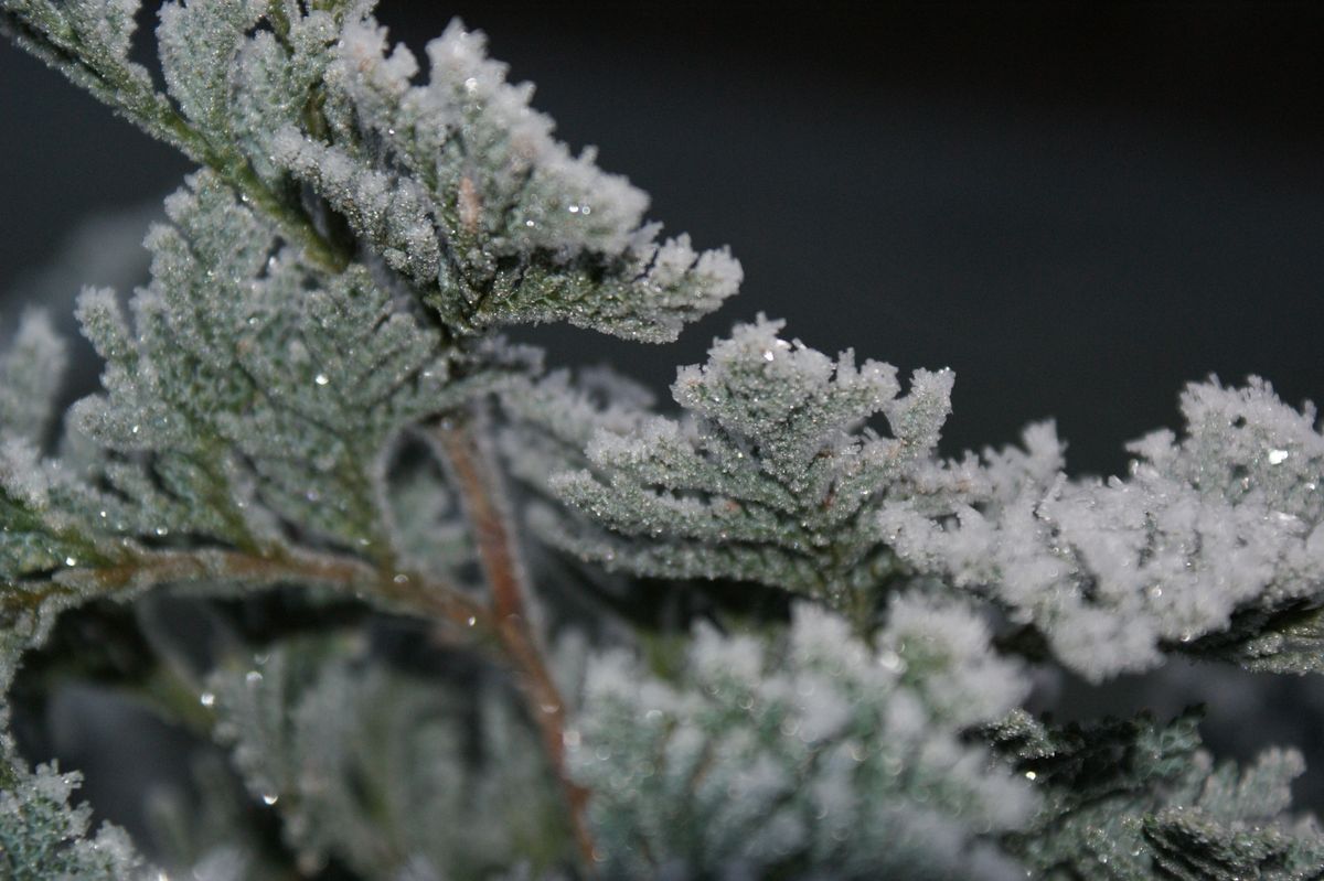 Der erste Frost in unserer Region