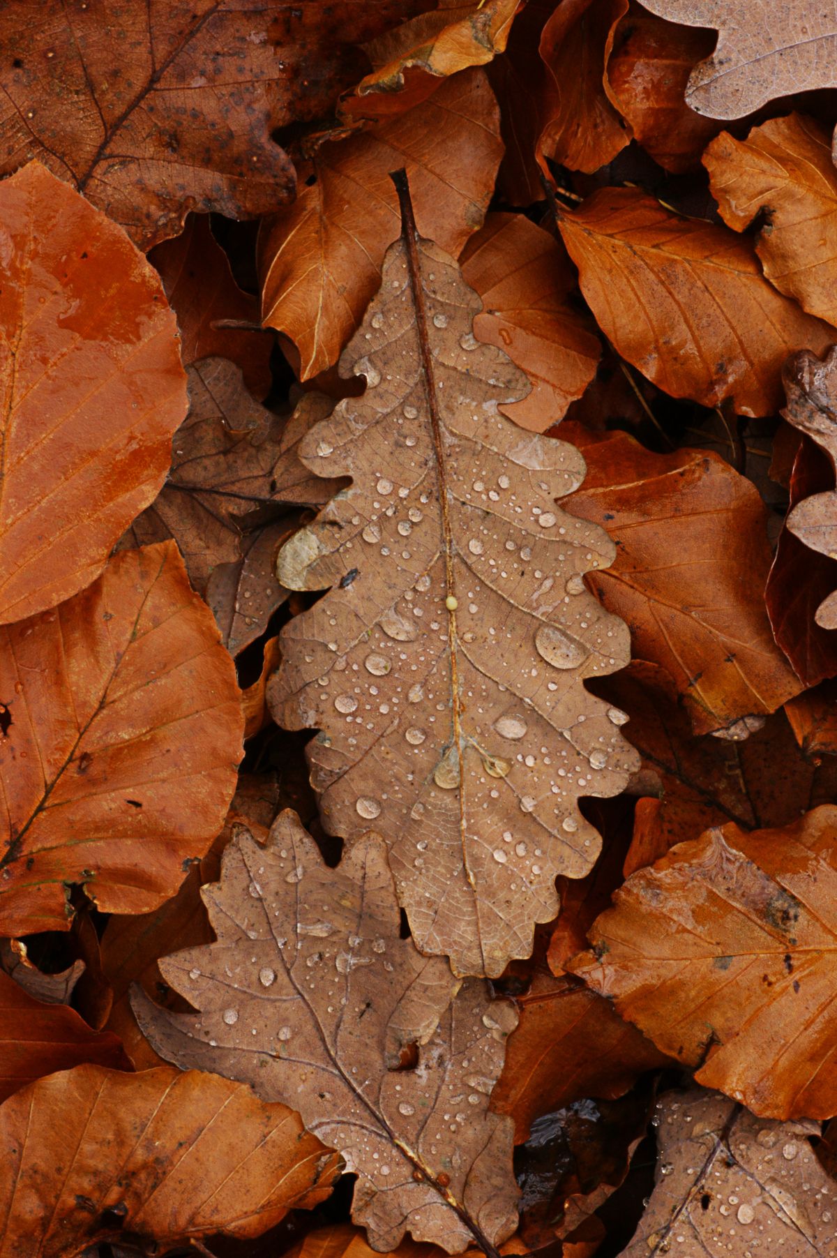 Autumn Leaves