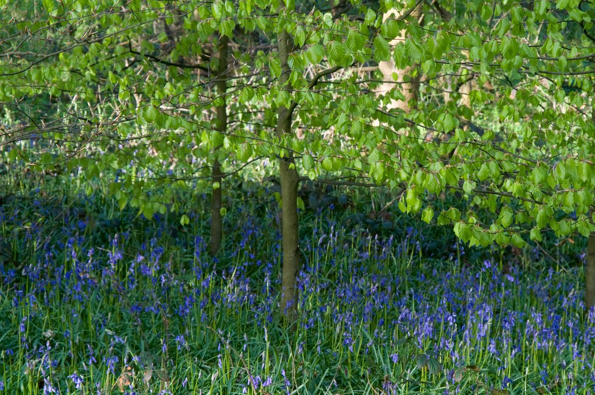 Bluebells & Birch