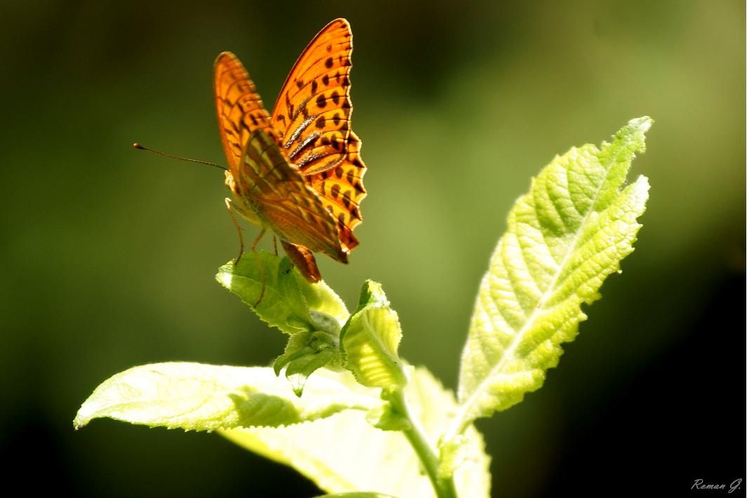 Die Falter erreichen eine Flügelspannweite von 55 bis 65 Millimetern. Die Flügeloberseiten der Männchen sind leuchtend orange und haben braune Flecken, an den Adern 1 - 4 befinden sich dunkle Duftschuppenstreifen. Die Weibchen sind dunkler und etwas grünlicher, die Duftschuppenstreifen fehlen, dafür sind die dunklen Flecken entlang des Vorderrandes der Vorderflügel kräftiger. Die Flügelunterseiten der Vorderflügel sind blass orange, die Hinterflügel sind graugrün mit einem schmalen silbrige [..]