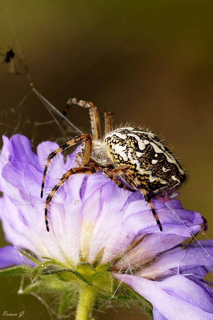 Diese besonders schöne Radnetzspinne ist in ganz Europa verbreitet. Insbesondere im Bergland (bis ca. 2000m Höhe) ist sie häufig zu entdecken. Man findet sie vorwiegend an sonnigen Plätzen, vor allem auf trockenen Wiesen, aber auch auf größeren Lichtungen. In den Niederungen ist diese Spinnenart inzwischen sehr selten, da es kaum noch Wiesen gibt, die nicht mind. 2x Jahr gemäht bzw. bewirtschaftet werden.Die Eichblatt-Radnetzspinne ist eine relativ große Radnetzspinne. Die Weibchen erreiche [..]