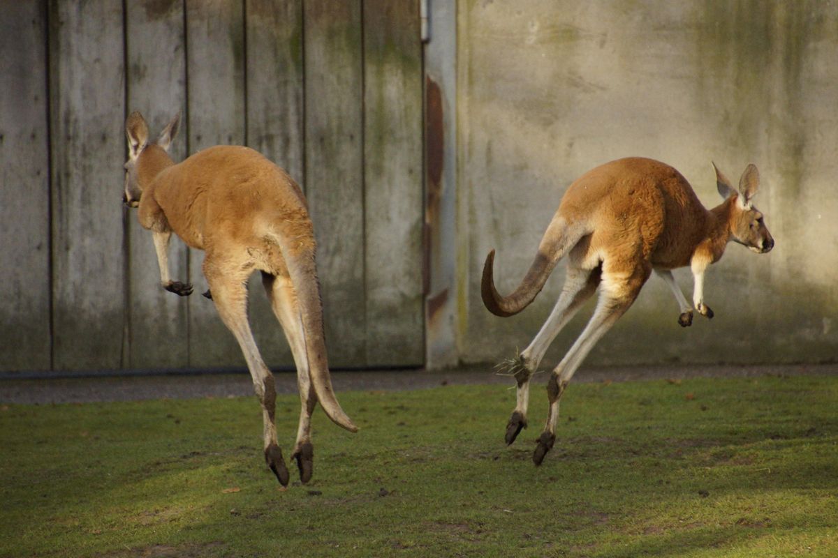 Das Kängeruleben im Zoo