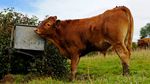 Playful Life of a Young Calf