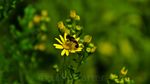 This wasp was on a Ragwort flower in my back garden. I used the opportunity to get up close and use a wide aperture for a shallow depth of field.