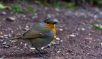 Taken on my trip to Rome back in February. I managed to get my camera to within 1 inch of this beautiful baby Robin.