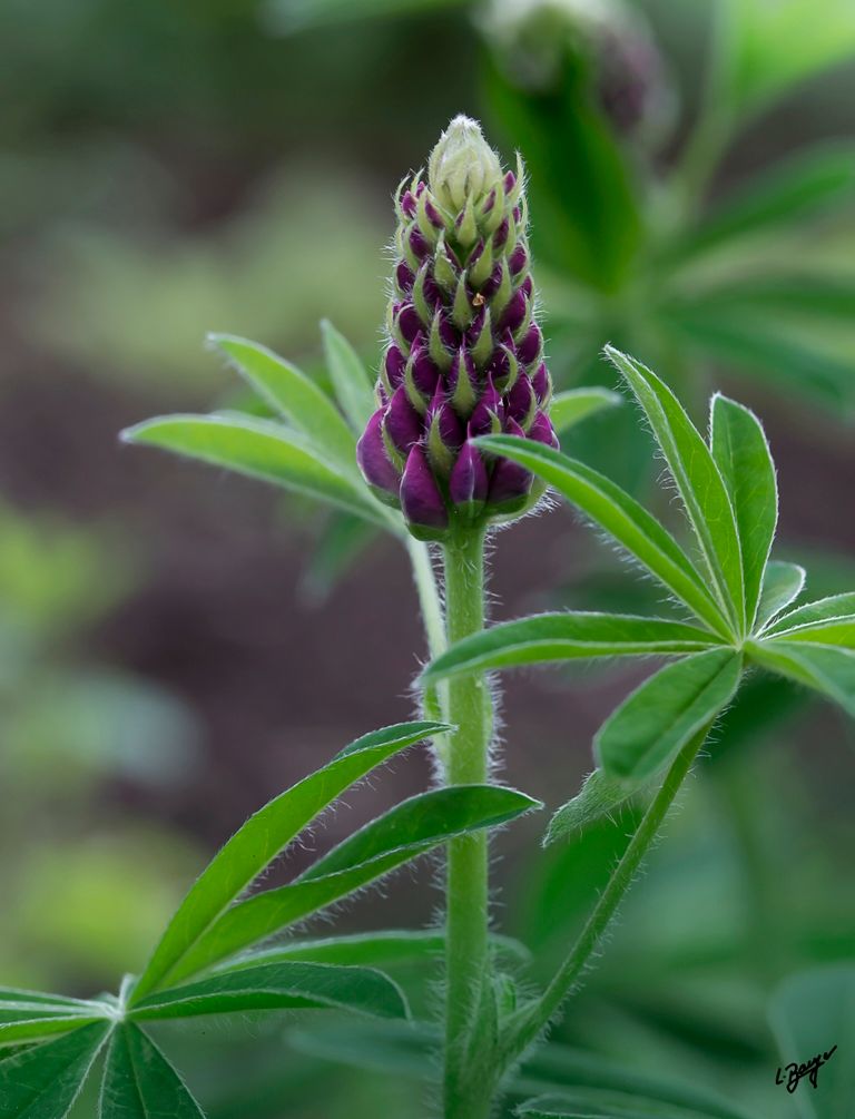 Lupinenblüte