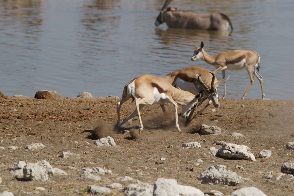 Kräftemessen am Wasserloch im  Etosha-Nationalpark