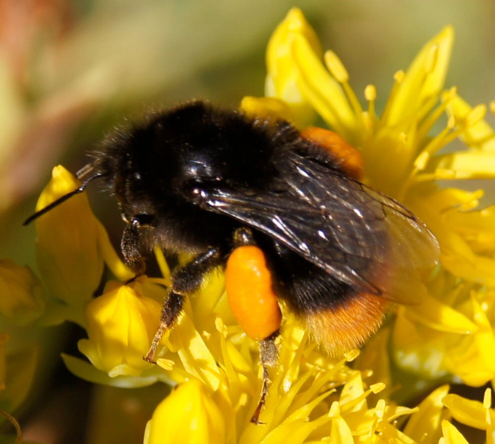 Bee-ing happy in the sun!