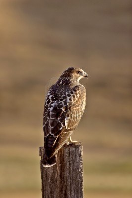 8461321-swainson-s-hawk-perched-on-fence-post.jpg