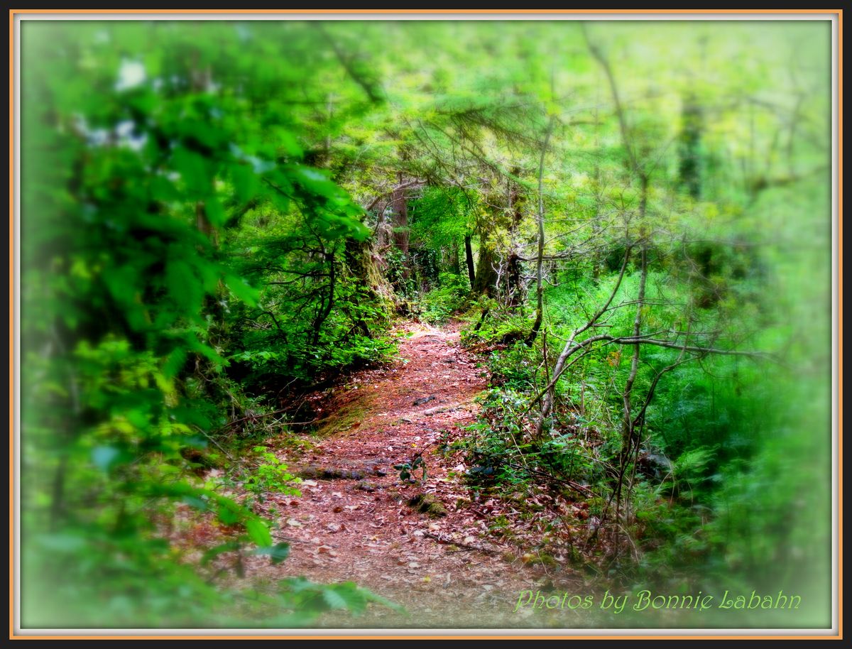 Paths by overgrown mill creek