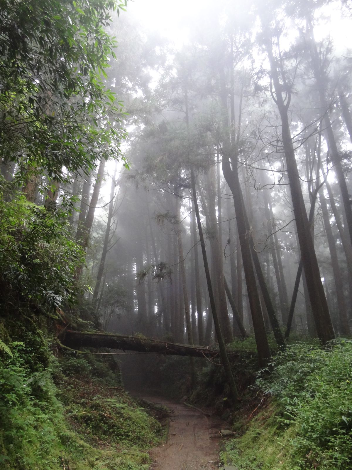 Tefuye historical trail in Taiwan