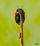 Ameisen sind ja bekanntlich ziemlich Stark, wenn man das umrechnen würde (Körpergewicht : Traglast), aber der Pappelkäfer war schneller :))