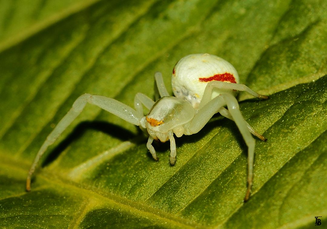 Die kleinen Spinnen sitzen auf Blüten oder Blätter, und können ihre Färbung dem Untergrund im begrenztem Umfang angleichen. Sie fangen sogar größere Insekten wie z.B. Schmetterlinge oder Wespen.