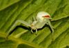 Die kleinen Spinnen sitzen auf Blüten oder Blätter, und können ihre Färbung dem Untergrund im begrenztem Umfang angleichen. Sie fangen sogar größere Insekten wie z.B. Schmetterlinge oder Wespen.