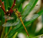 Das Bild ist vom Aug. 2012,. Denn zur Zeit ist bei uns nichts mehr los, mit Insekten und co.